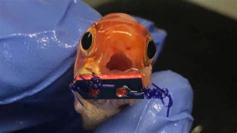 fish with braces
